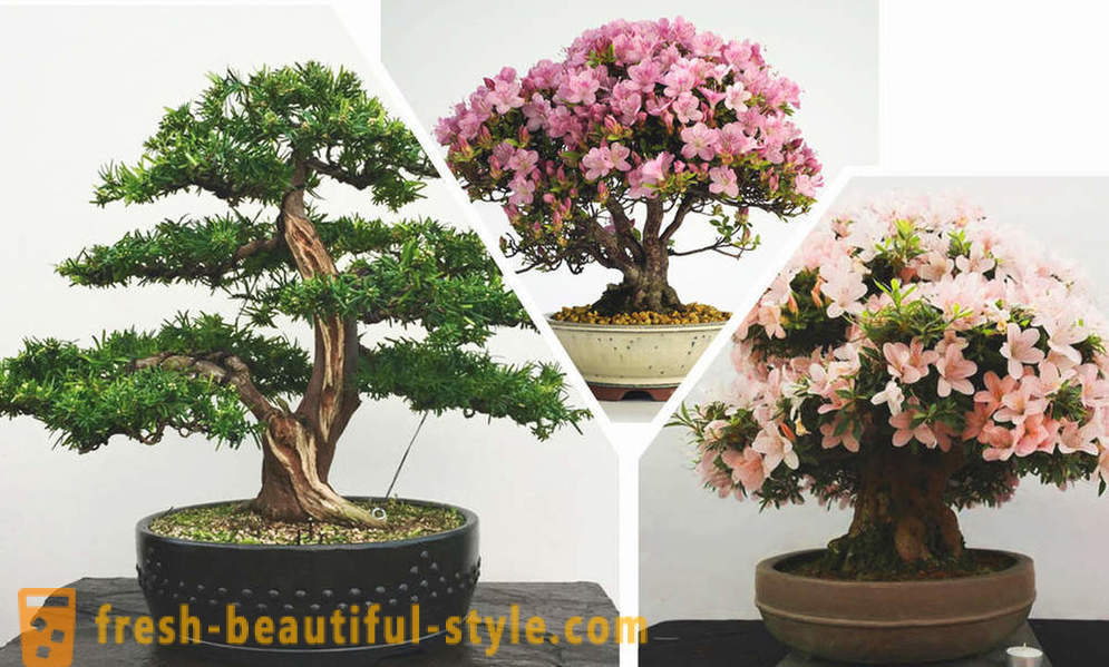 Simplificați, iată, bonsai: regulile de stil oriental în interior