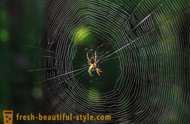 De ce nu confundat păianjen în web său?