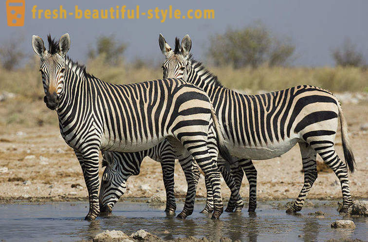 Ce culoare este o zebră și de ce ea benzi