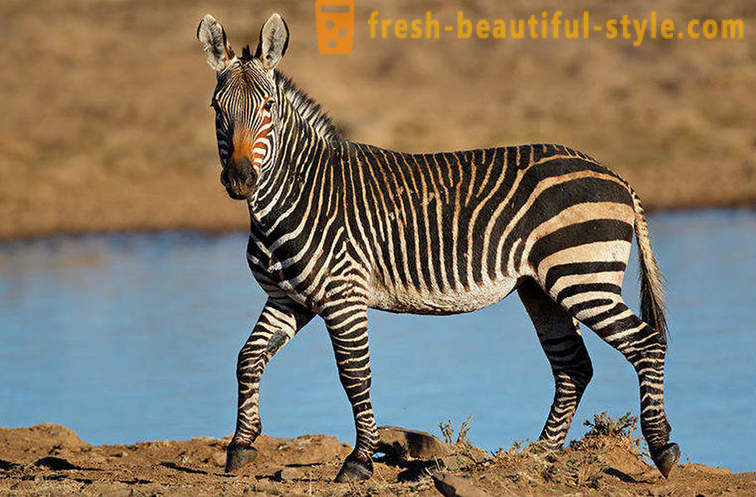 Ce culoare este o zebră și de ce ea benzi