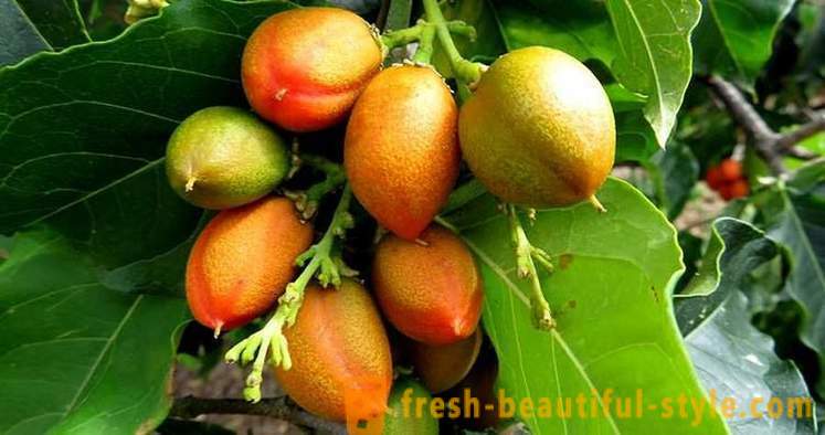 10 fructe puțin cunoscută