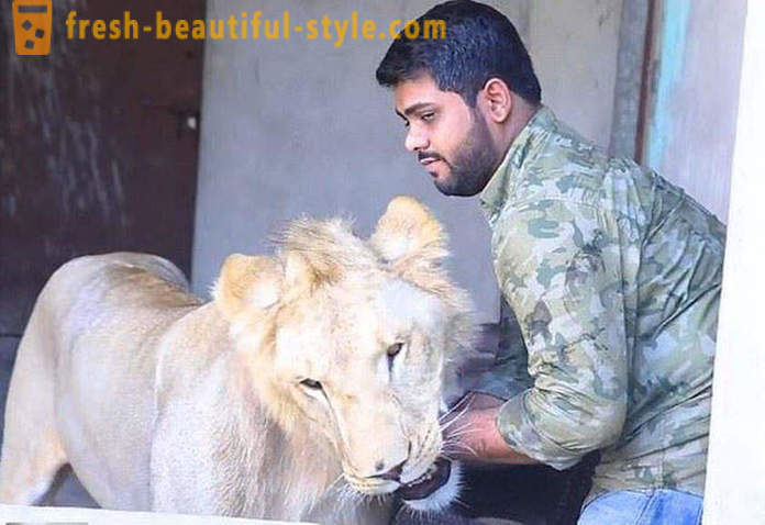 Doi frați din Pakistan a adus un leu pe nume Simba