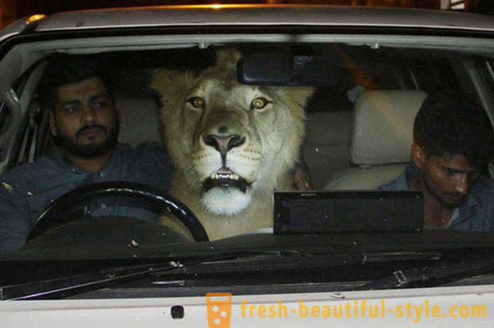 Doi frați din Pakistan a adus un leu pe nume Simba