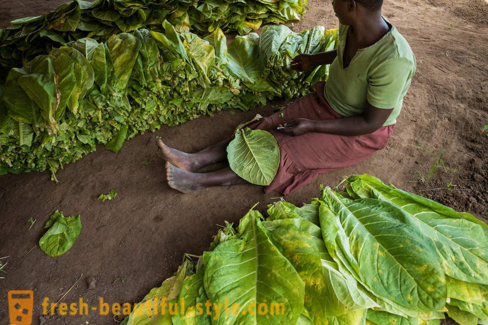 Plantație de tutun Malawian