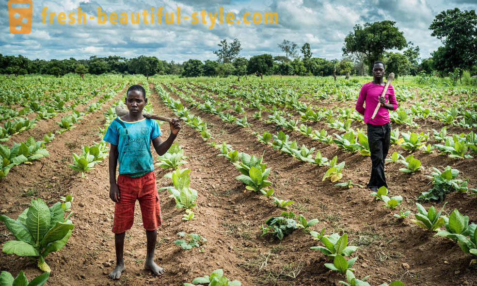 Plantație de tutun Malawian
