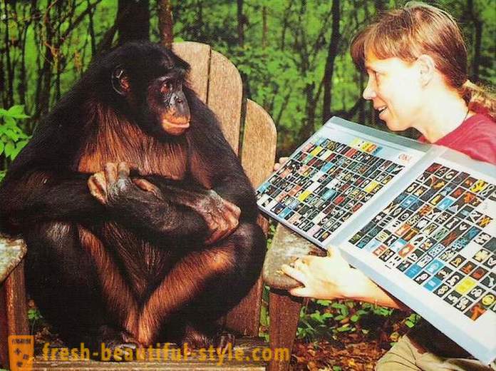 Maimuțele, care oamenii sunt învățați să vorbească