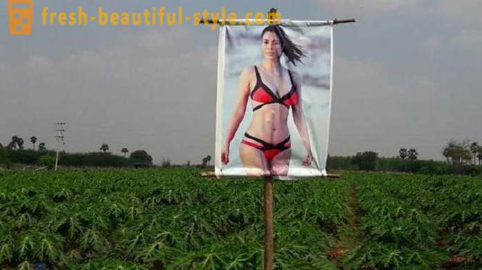 Un poster cu un star porno pentru protecția culturilor de deochi