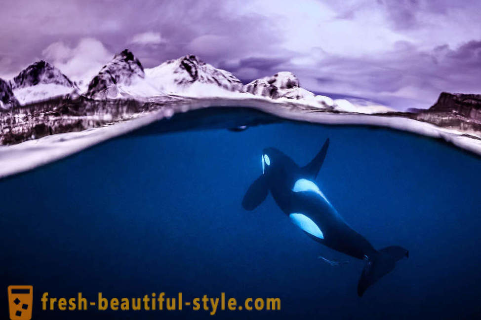 Imagini incredibil Câștigătorii concursului de fotografie subacvatice