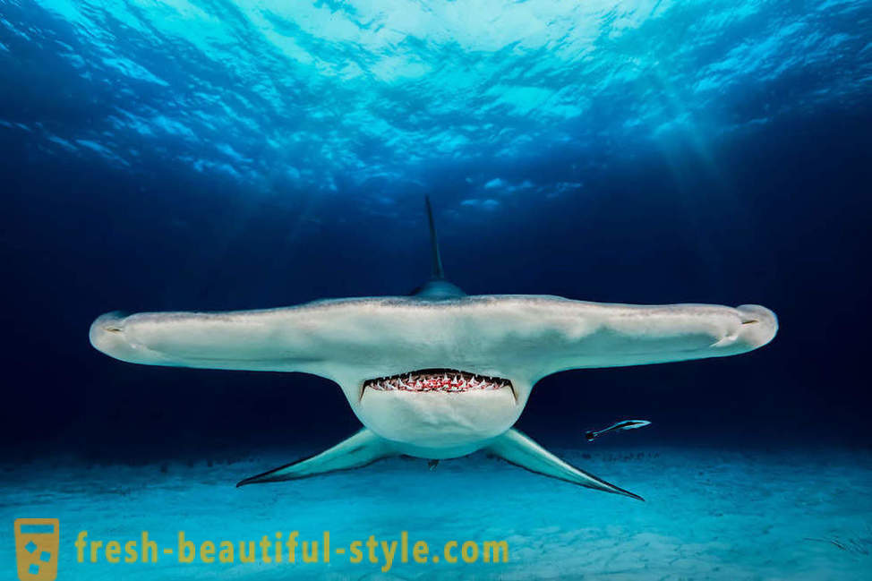Imagini incredibil Câștigătorii concursului de fotografie subacvatice
