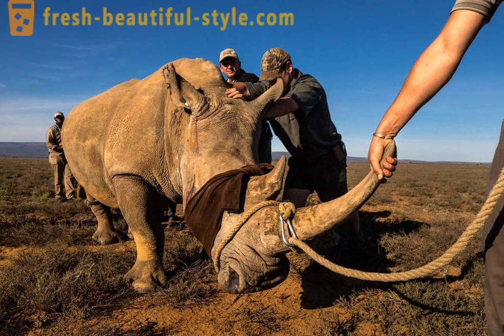 Fotorassledovanie: Vânătoarea de corn de rinocer
