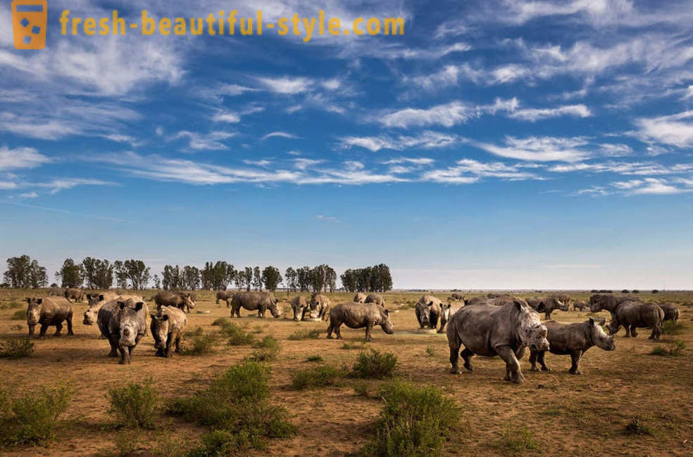 Fotorassledovanie: Vânătoarea de corn de rinocer