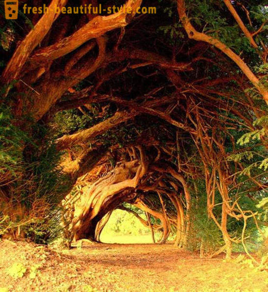 Cele mai multe tuneluri interesante de copaci