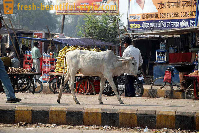 Vaci rătăcite - una dintre problemele din India