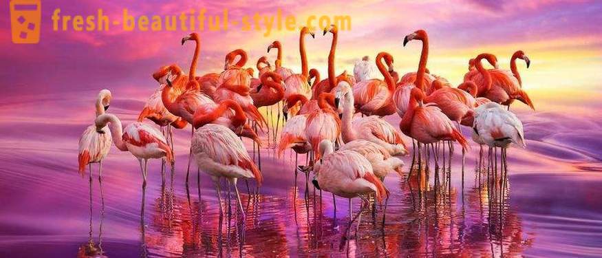 Flamingo - unele dintre cele mai vechi specii de păsări