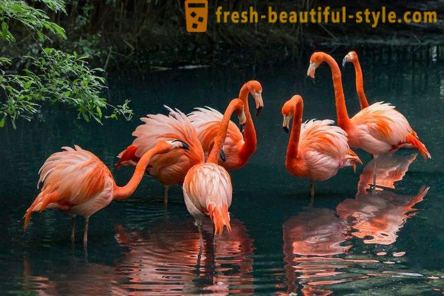 Flamingo - unele dintre cele mai vechi specii de păsări