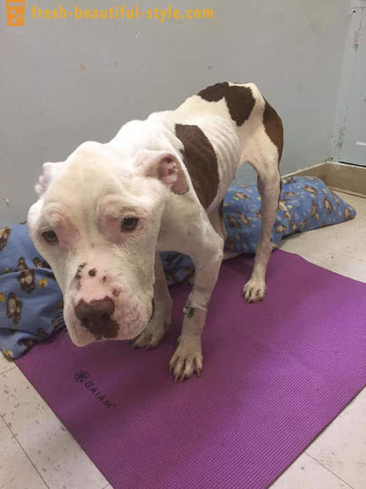 Dying pitbull: o poveste tristă, cu un final fericit