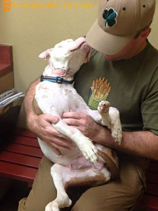 Dying pitbull: o poveste tristă, cu un final fericit