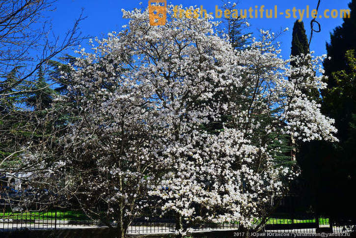Beautiful magnolie înflorite Crimeea