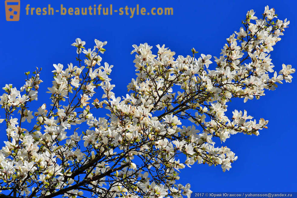 Beautiful magnolie înflorite Crimeea