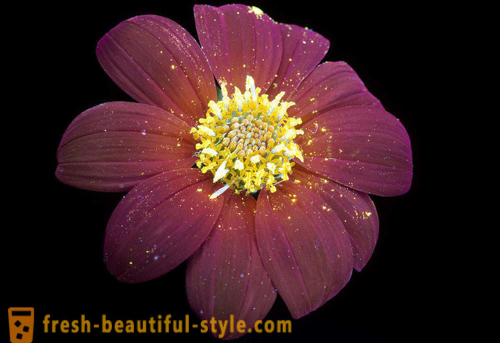 Fotografii Dazzling de flori, iluminate cu lumină ultravioletă