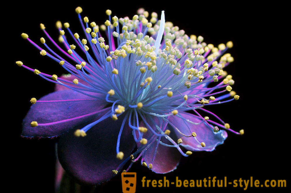 Fotografii Dazzling de flori, iluminate cu lumină ultravioletă