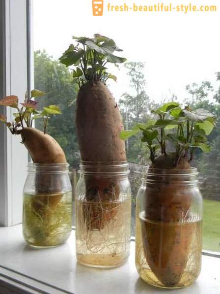 15 culturi de legume care pot fi cultivate pe un pervaz la domiciliu