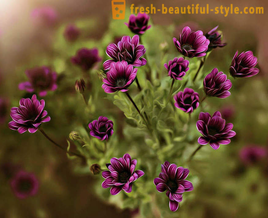 Frumusetea florilor în fotografie macro. Imagini frumoase de flori.