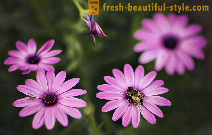 Frumusetea florilor în fotografie macro. Imagini frumoase de flori.