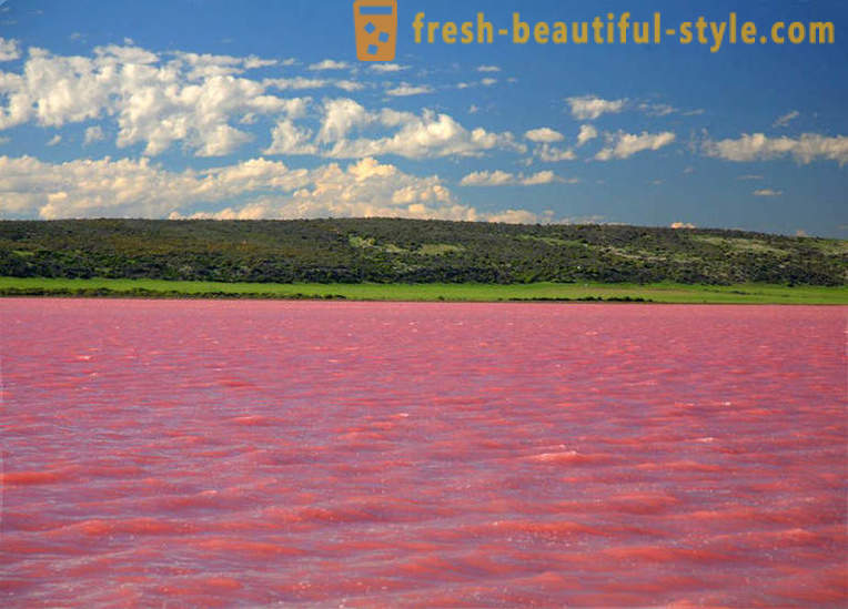 În Rusia, există un lac, care în fiecare august se transformă într-un „jeleu roz“