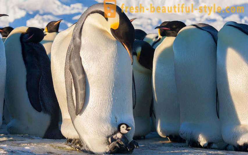 Ca de sex masculin Pinguinii imperiali grija de puii lor