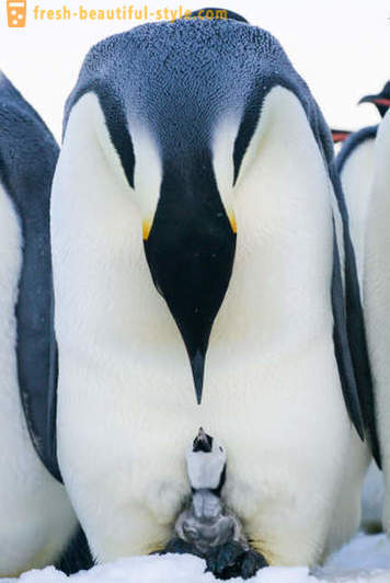 Ca de sex masculin Pinguinii imperiali grija de puii lor