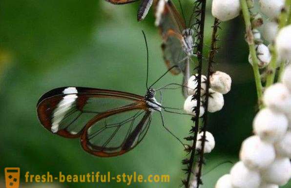 Sesiidae fluture Incredible
