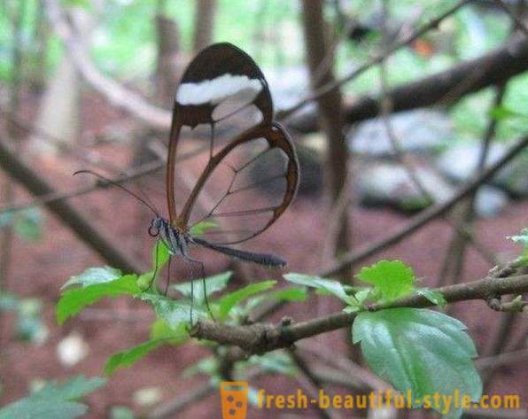 Sesiidae fluture Incredible