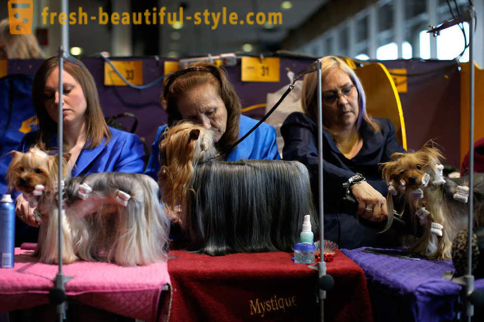 Canină Westminster Kennel Club 2016