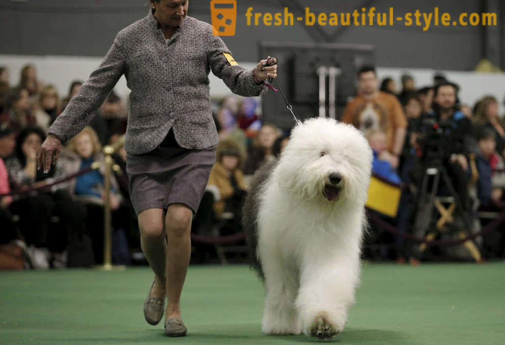 Canină Westminster Kennel Club 2016