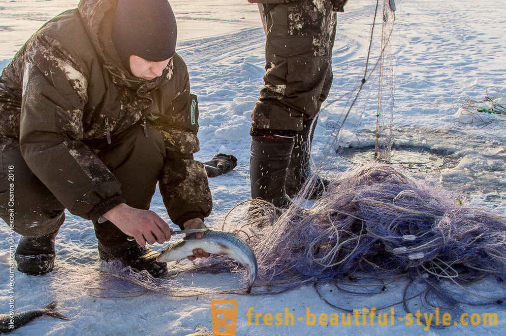 Cum rybinspektory pe Baikal