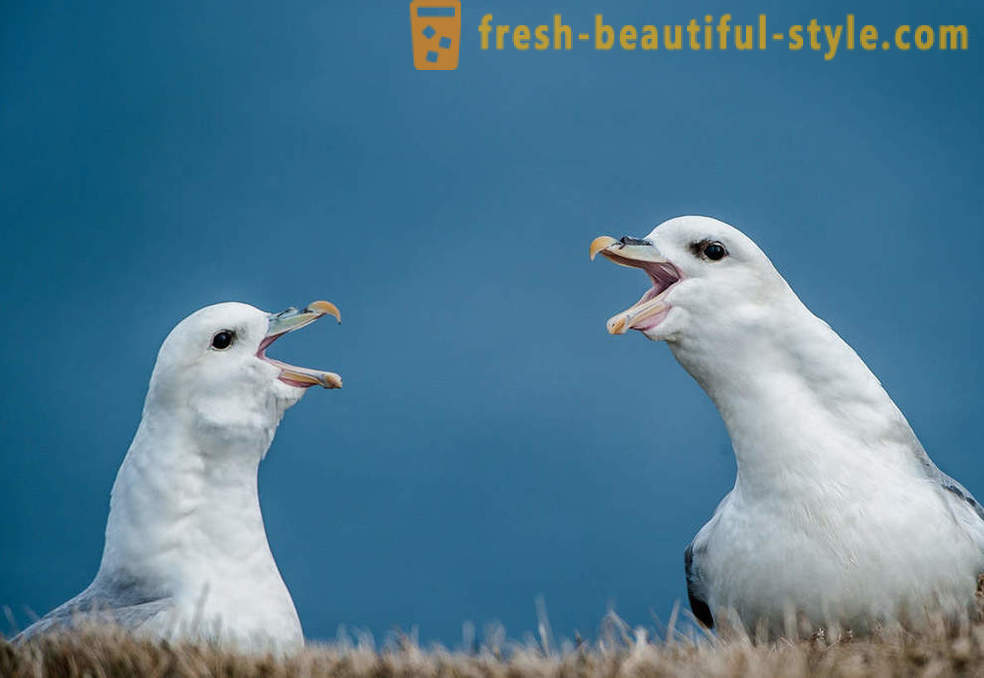 10 păsări cu mecanismele de apărare cele mai neobișnuite