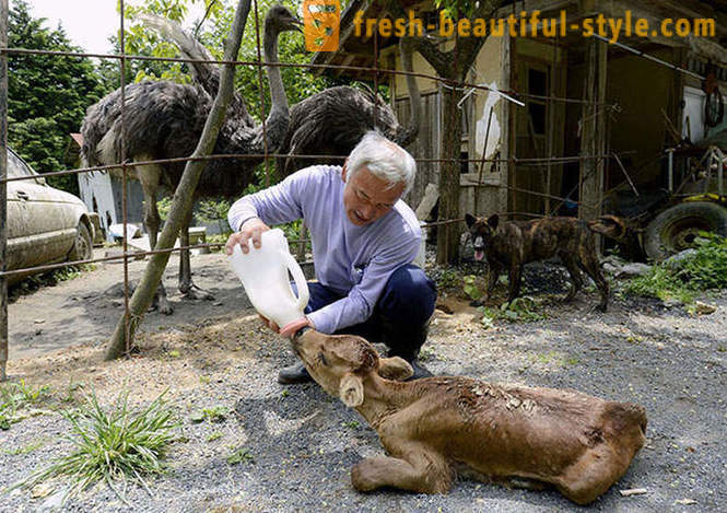 Un japonez în zona de excludere pentru animale