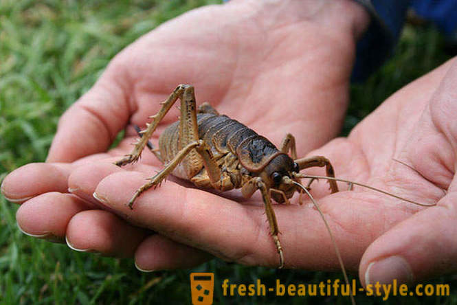 10 gândacilor planetei cele mai teribile