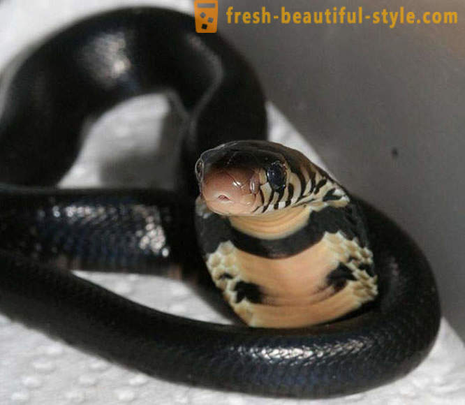 Cele mai periculoase șerpi din lume