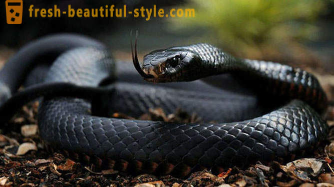 Cele mai periculoase șerpi din lume