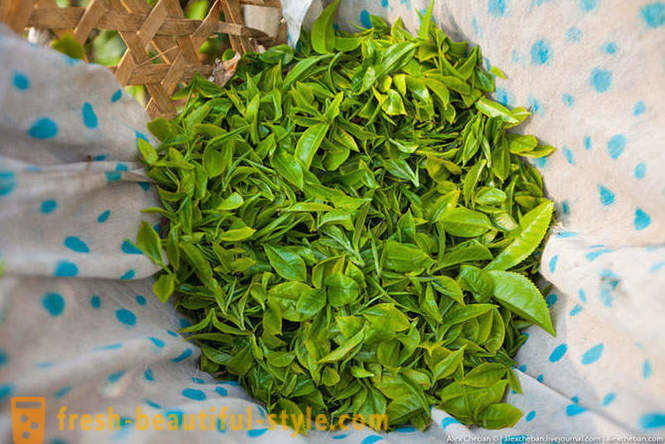Cum de a colecta prima recolta de ceai din acest an