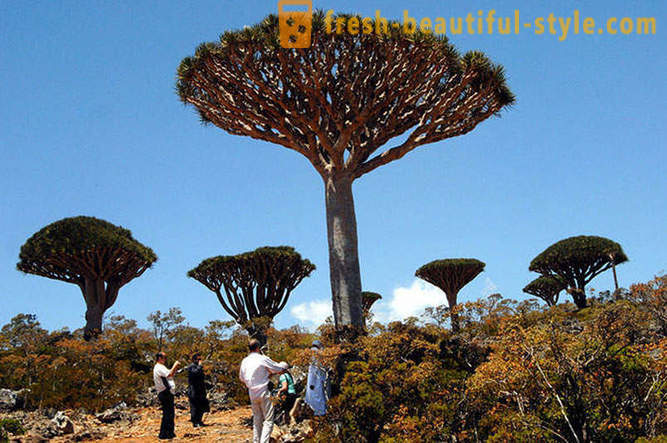 Călătorește în insula Socotra