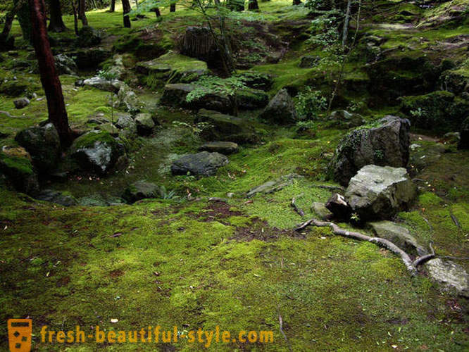Moss grădină în Japonia