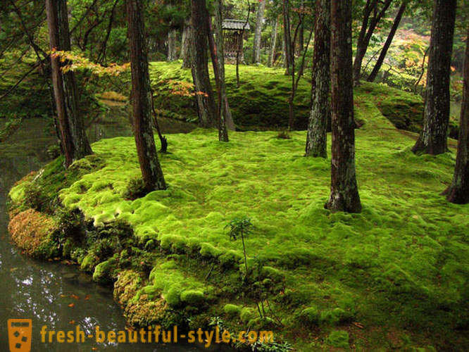 Moss grădină în Japonia