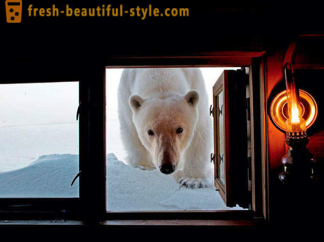 Cele mai bune imagini din 2012 National Geographic