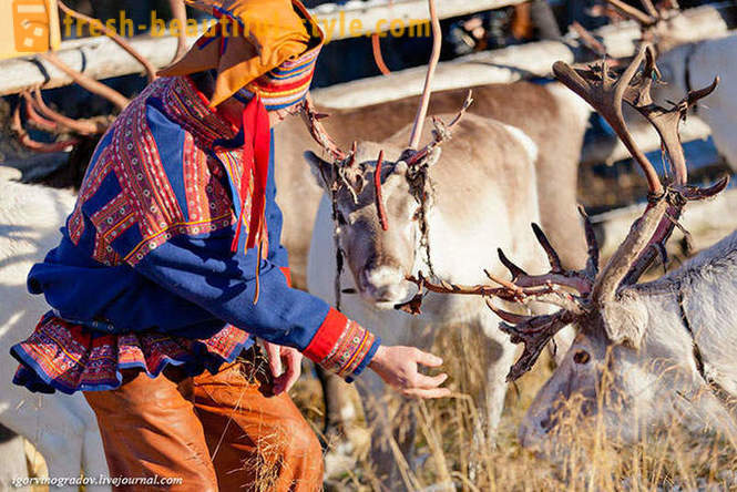 În căutarea lui Moș Crăciun, renii Husky Siberian