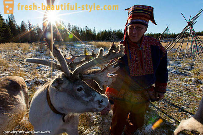 În căutarea lui Moș Crăciun, renii Husky Siberian
