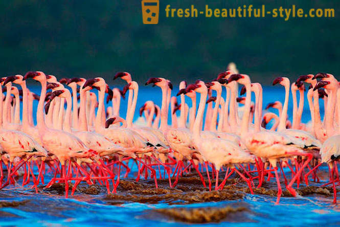 Țara de flamingo roz
