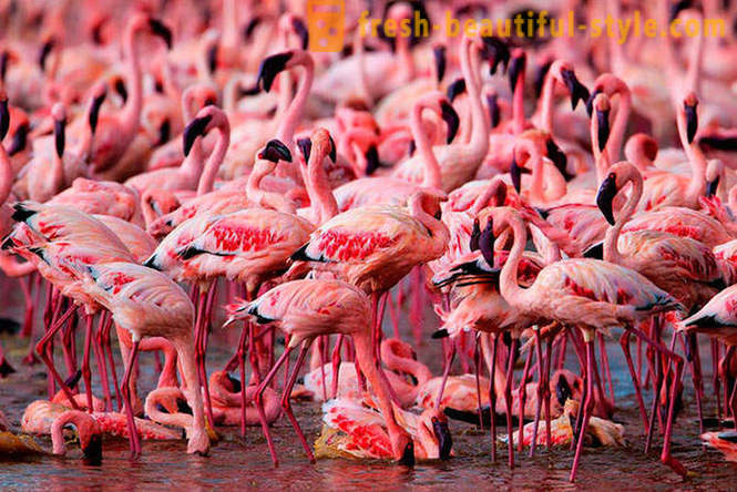 Țara de flamingo roz